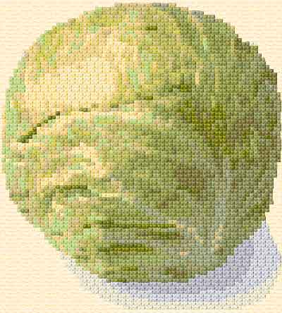 Cabbage