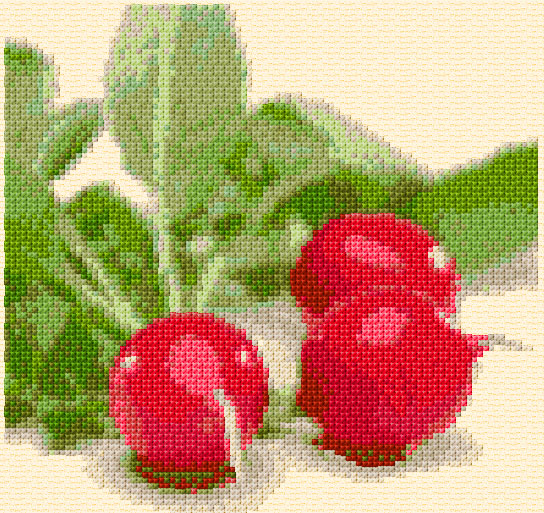 Radish