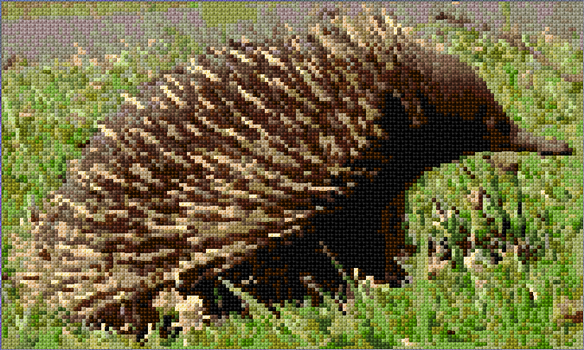 Echidna