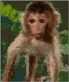 Monkey