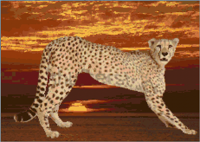 Cheetah