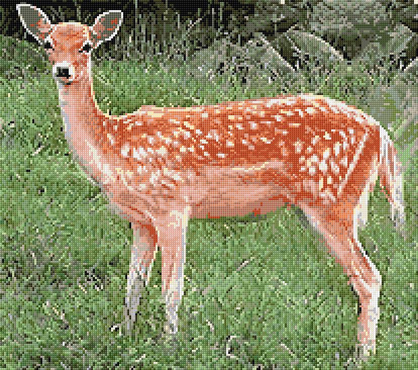 Fallow Deer