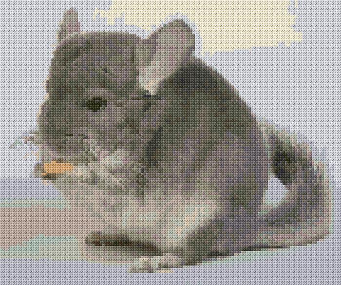 Chinchilla