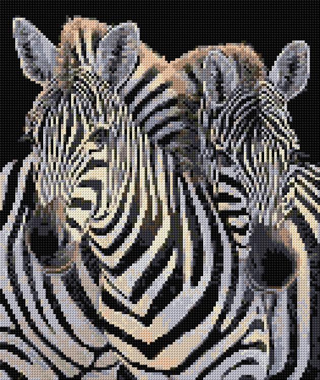Zebra