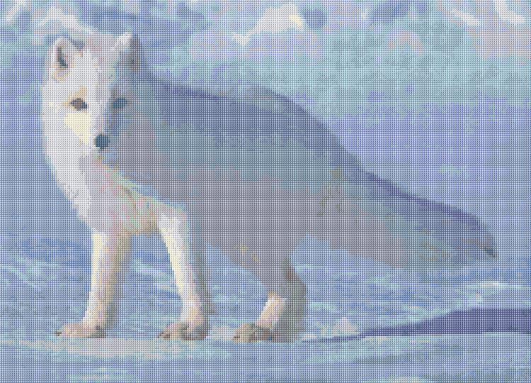 Arctic Fox