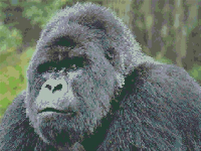 Mountain Gorilla