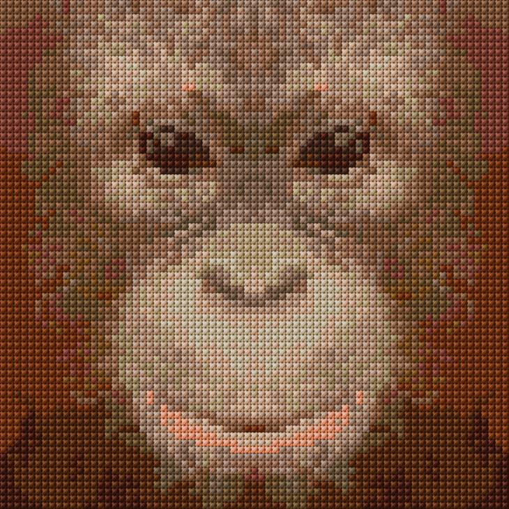 Orangutan