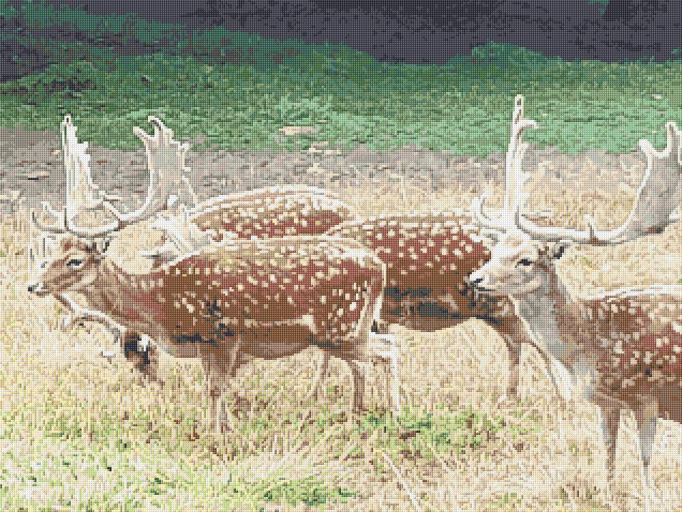 Deers