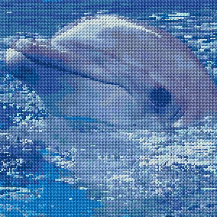 Dolphin