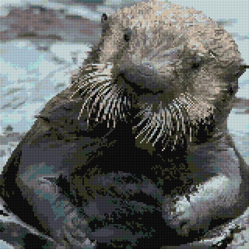Sea Otter
