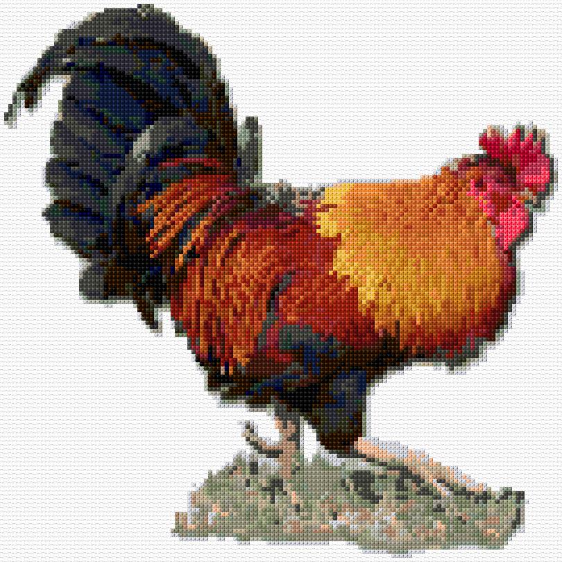 Rooster