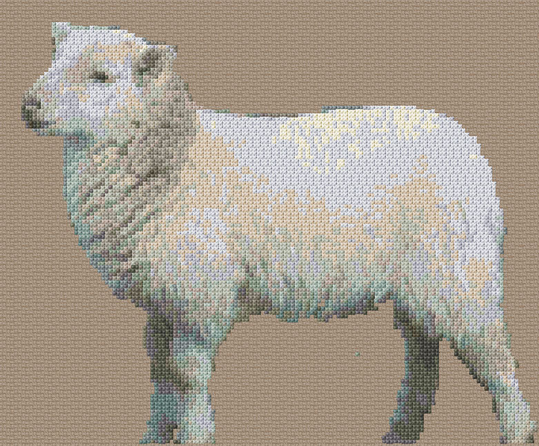 Sheep