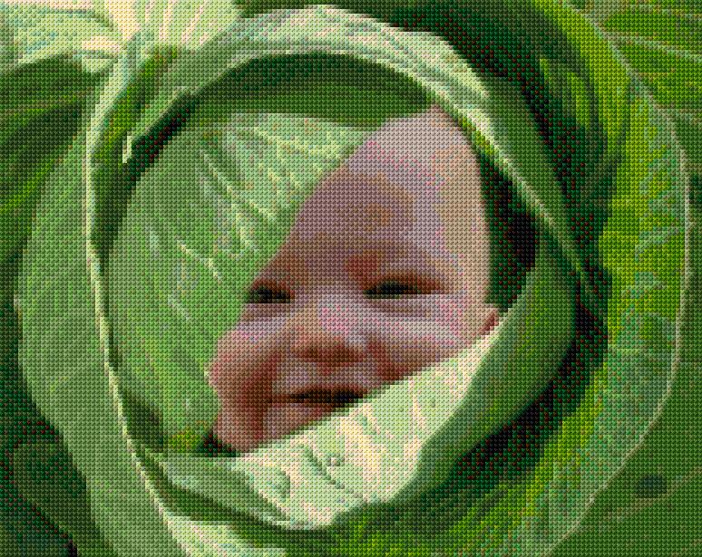Baby in the Cabbage