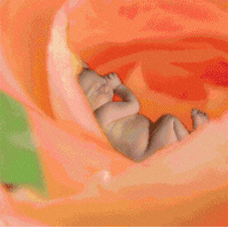 Newborn in the Rosebud