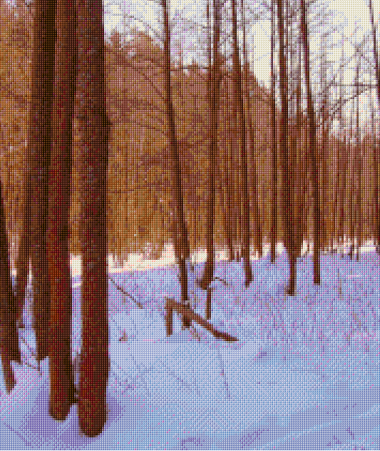 Winter Forest