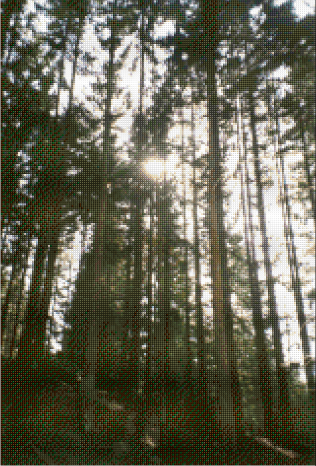 Pine Forest