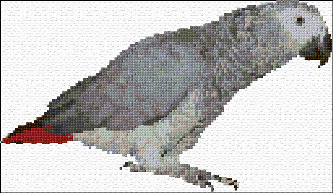 African Gray Parrot