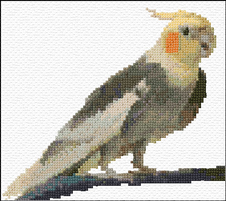 Cockatiel