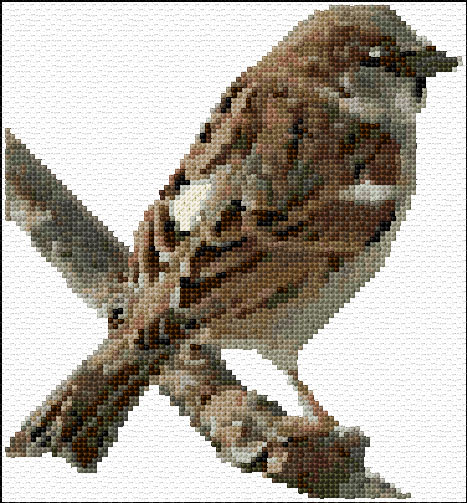 House Sparrow