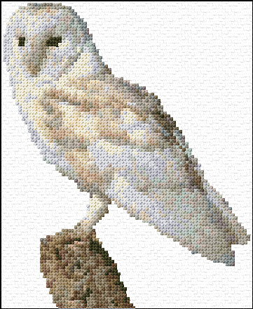 Barn Owl