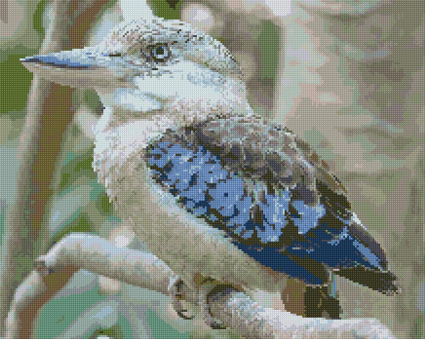 Kookaburra