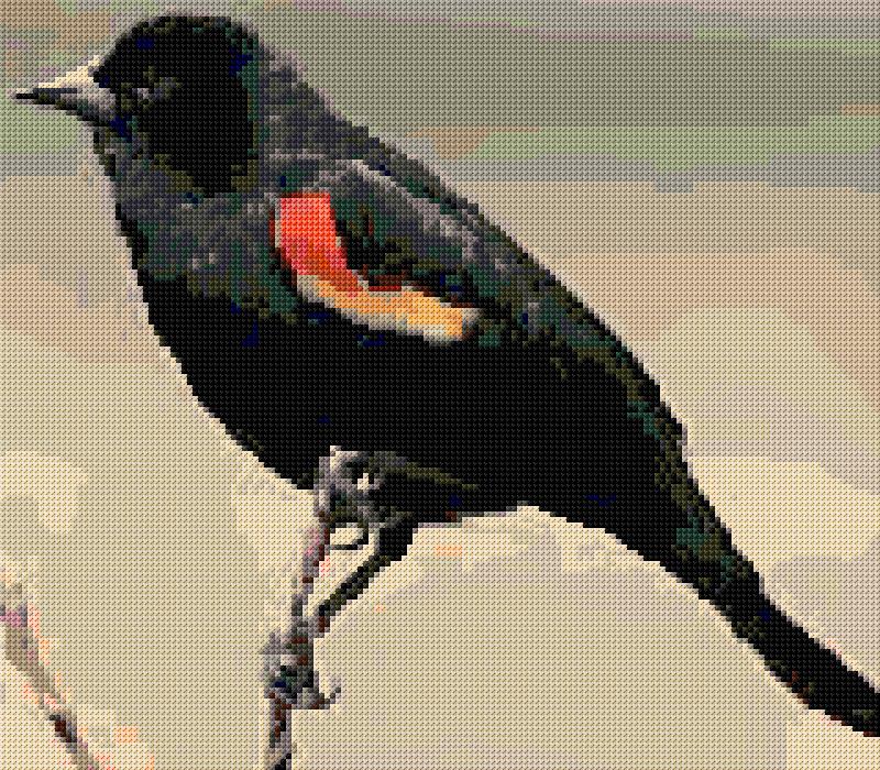 Red Winged Black Bird