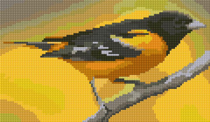 Baltimore Oriole
