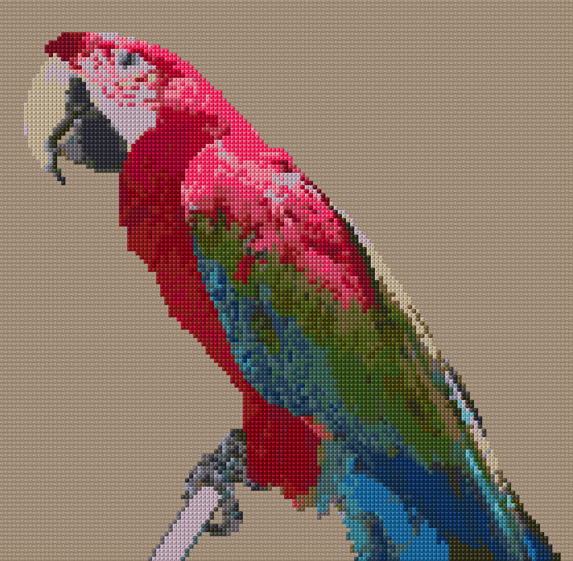 Maccaw Parrot