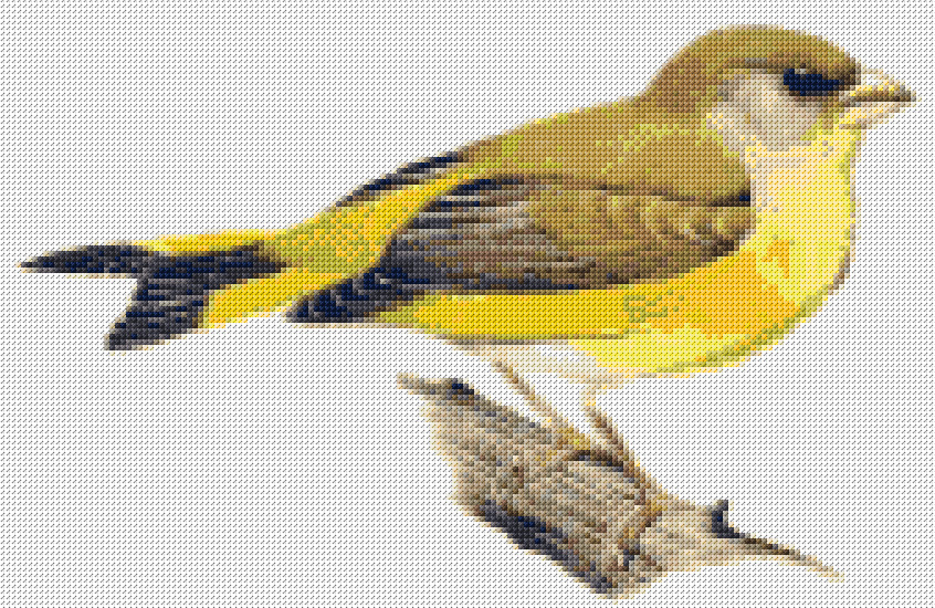Canary