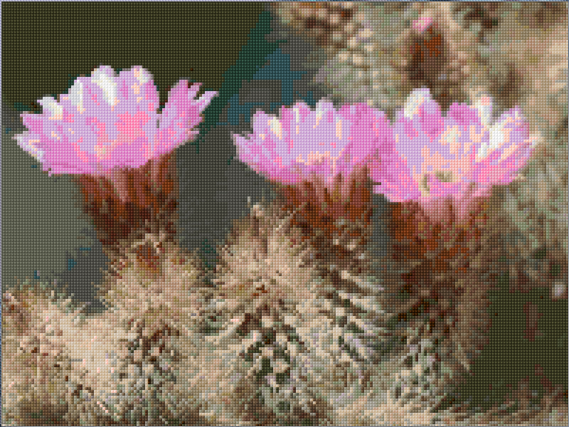 Blooming Cactus