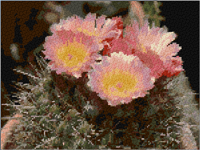 Blooming Cactus