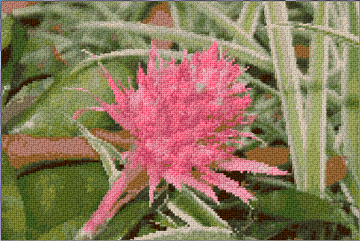 Cactus